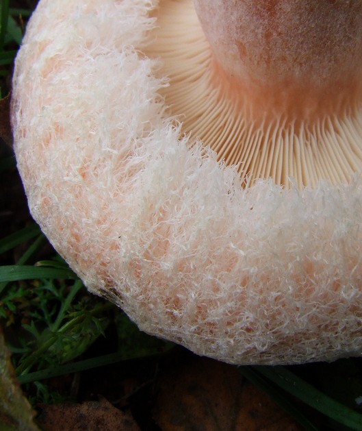 rýdzik chĺpkatý Lactarius pubescens (Fr.) Fr.