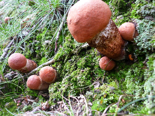 kozák osikový Leccinum albostipitatum den Bakker & Noordel.