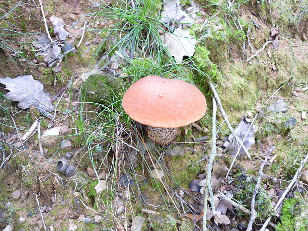 kozák osikový Leccinum albostipitatum den Bakker & Noordel.