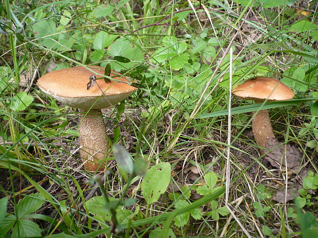 kozák osikový Leccinum albostipitatum den Bakker & Noordel.