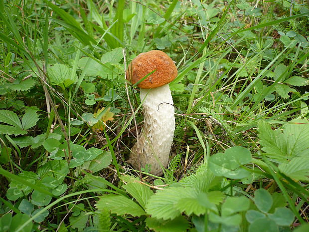 kozák osikový Leccinum albostipitatum den Bakker & Noordel.