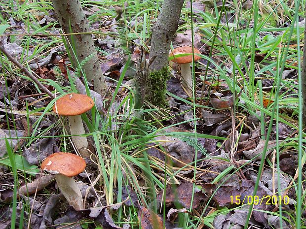 kozák osikový Leccinum albostipitatum den Bakker & Noordel.