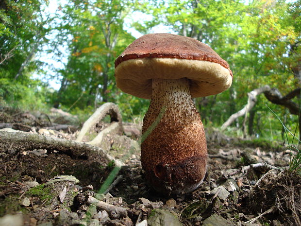 kozák dubový Leccinum aurantiacum (Bull.) Gray