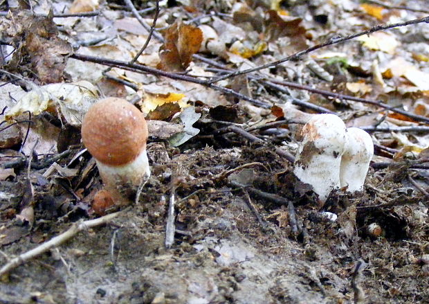 kozák dubový Leccinum aurantiacum (Bull.) Gray