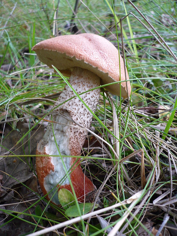 kozák dubový Leccinum aurantiacum (Bull.) Gray