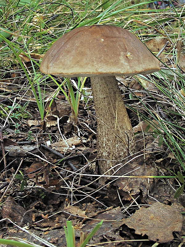 kozák brezový Leccinum scabrum (Bull.) Gray