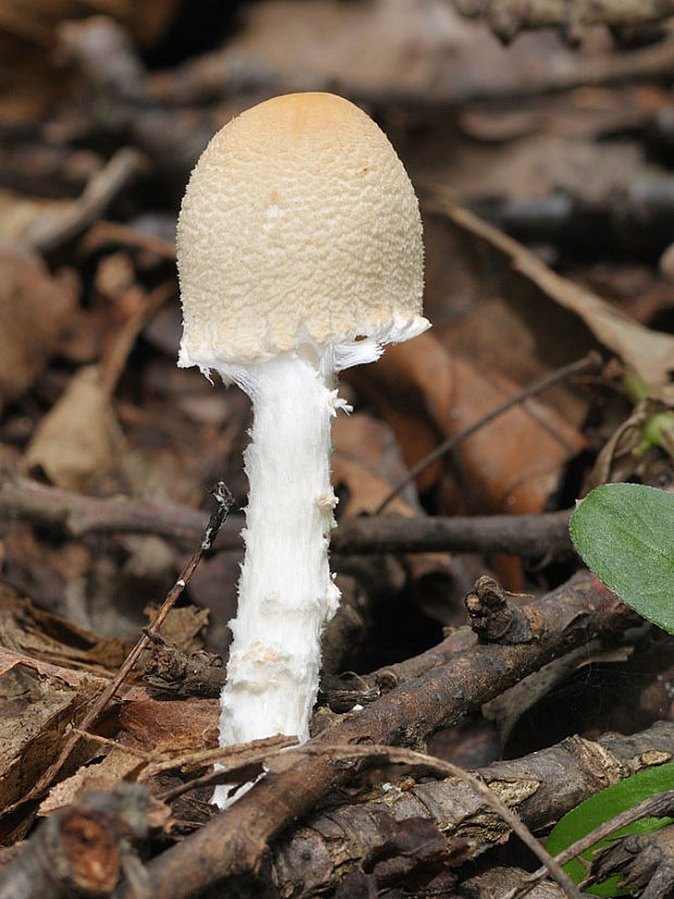 bedlička vlnatá Lepiota clypeolaria (Bull.) P. Kumm.