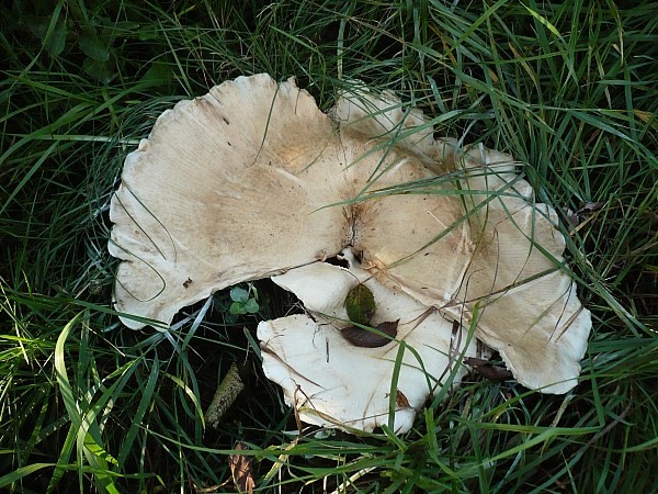 čechratec obrovský Leucopaxillus giganteus (Sowerby) Singer