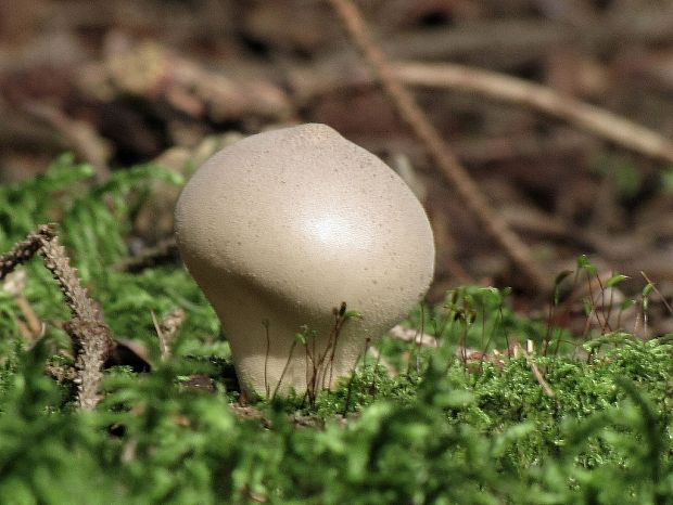 prášnica hnednúca-pýchavka čokoládová Lycoperdon molle Pers.