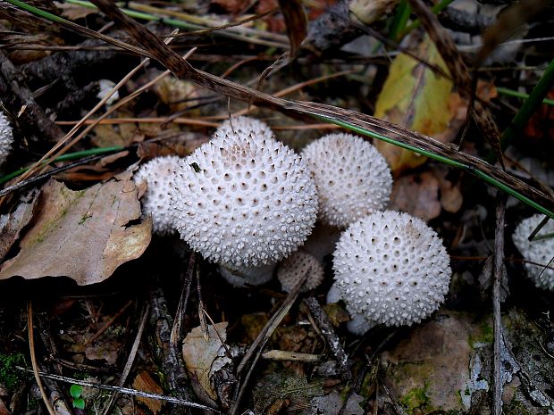 prášnica bradavičnatá Lycoperdon perlatum Pers.