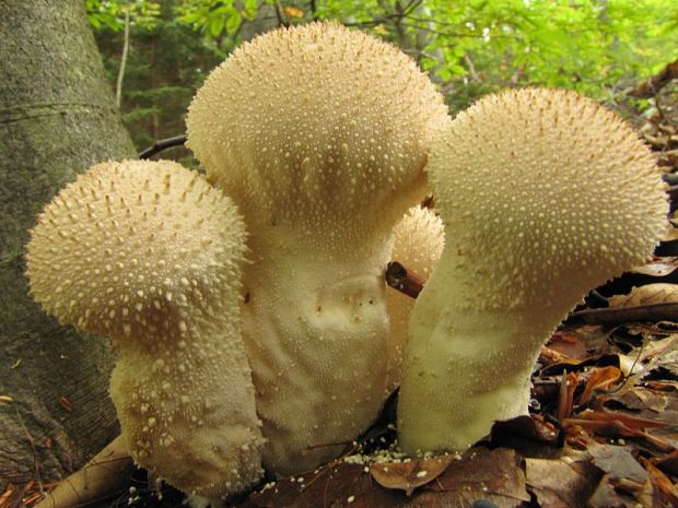 prášnica bradavičnatá Lycoperdon perlatum Pers.