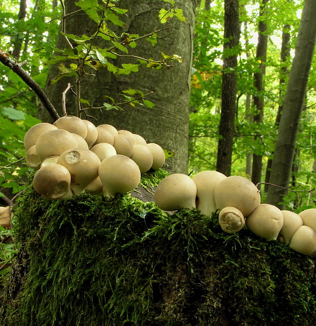 prášnica hruškovitá Lycoperdon pyriforme Schaeff.