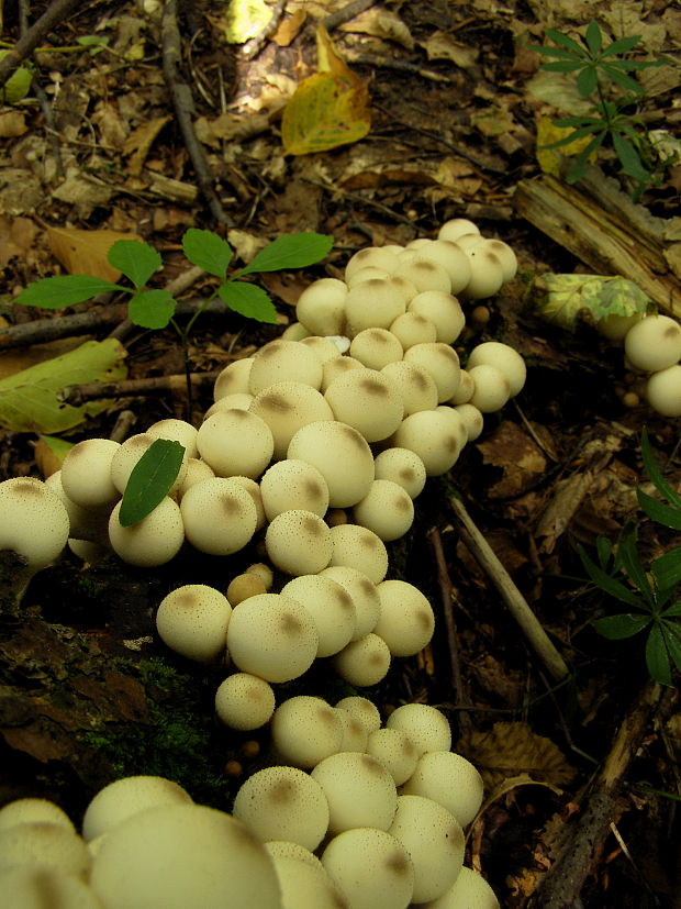 prášnica hruškovitá Lycoperdon pyriforme Schaeff.