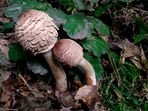 bedľa vysoká Macrolepiota procera (Scop.) Singer