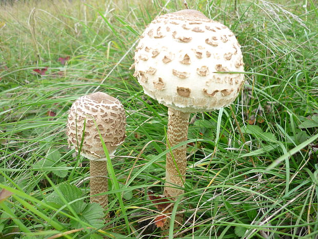 bedľa vysoká Macrolepiota procera (Scop.) Singer