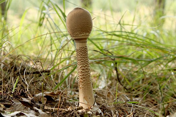 bedľa vysoká Macrolepiota procera (Scop.) Singer