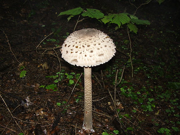 bedľa vysoká Macrolepiota procera (Scop.) Singer