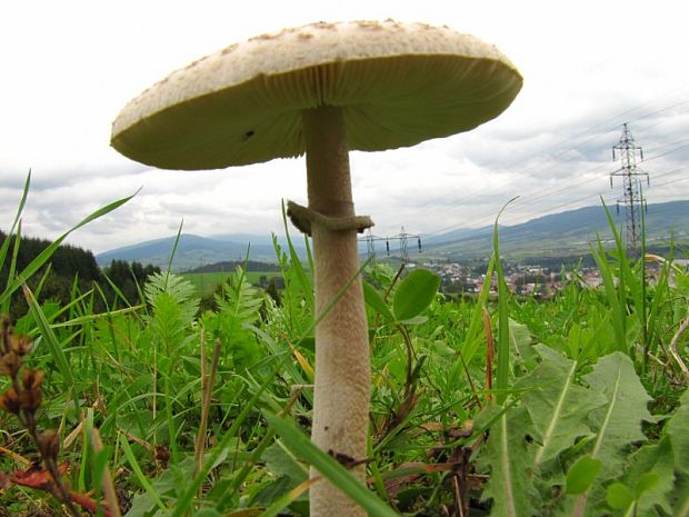 bedľa vysoká Macrolepiota procera (Scop.) Singer