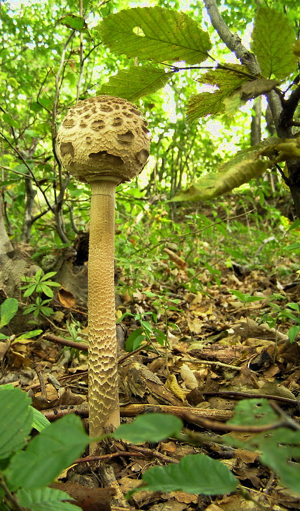 bedľa vysoká Macrolepiota procera (Scop.) Singer