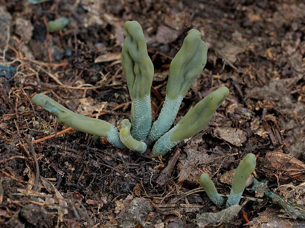 drobnojazýček sivozelený Microglossum griseoviride V.Kučera, Lizoň & M.Tomšovský