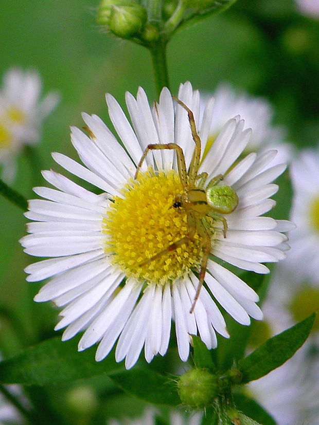 kvetárik dvojtvarý Misumena vatia