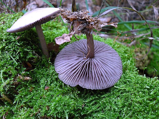 prilbička zúbkovaná Mycena pelianthina (Fr.) Quél.