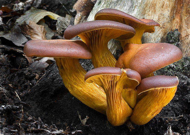 kališník hnedooranžový Omphalotus olearius (DC.) Singer