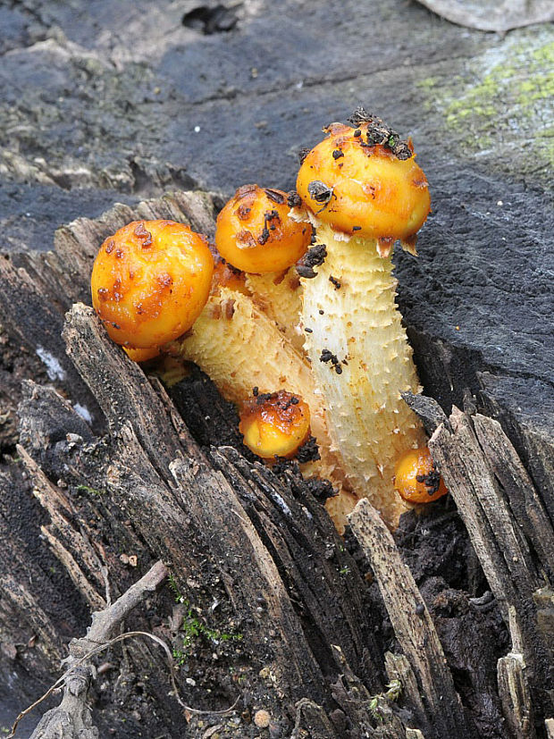 šupinovka Pholiota sp.