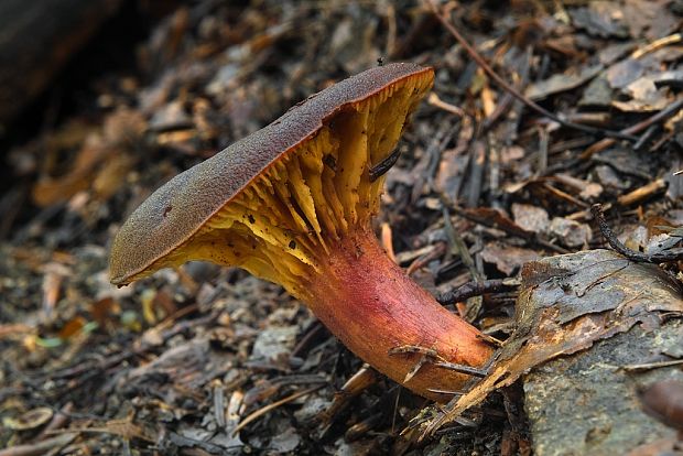 lupeňopórovec červenožltý Phylloporus rhodoxanthus (Schwein.) Bres.