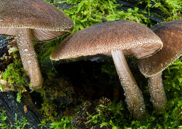 štítovka vláknitá Pluteus umbrosus (Pers.) P. Kumm.