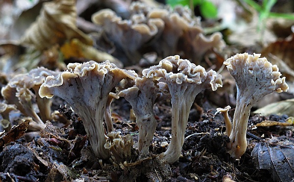 palievik kučeravý Pseudocraterellus undulatus (Pers.) Rauschert