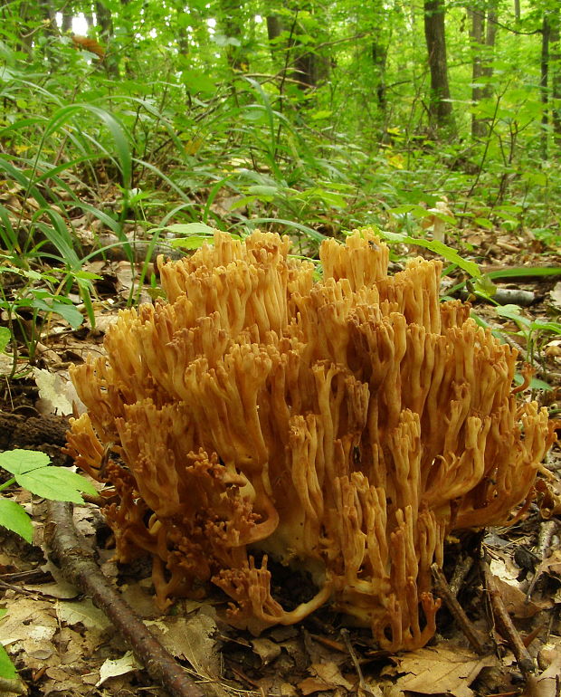 strapačka zlatožltá Ramaria aurea (Schaeff.) Quél.