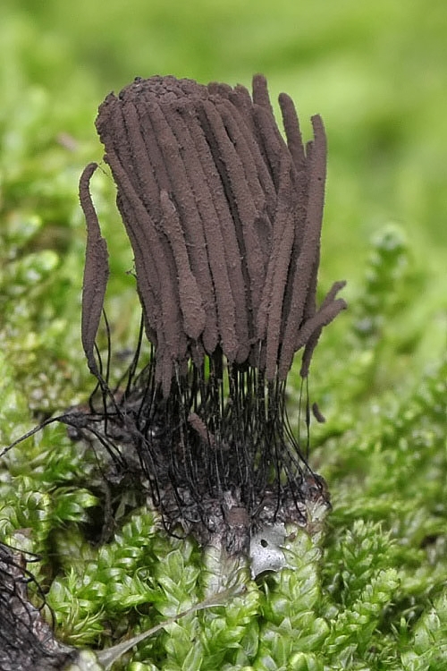 pazderka Stemonitis sp.