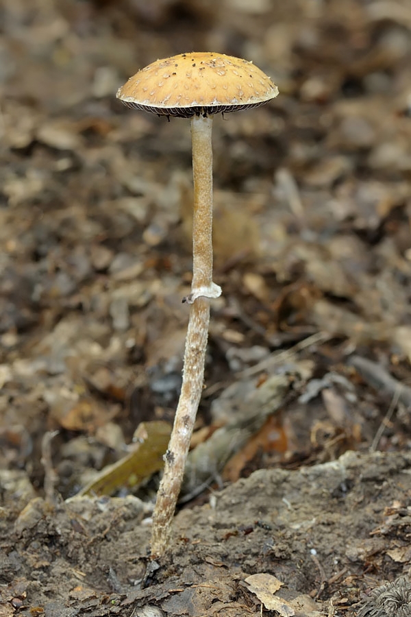 golierovka Stropharia sp.