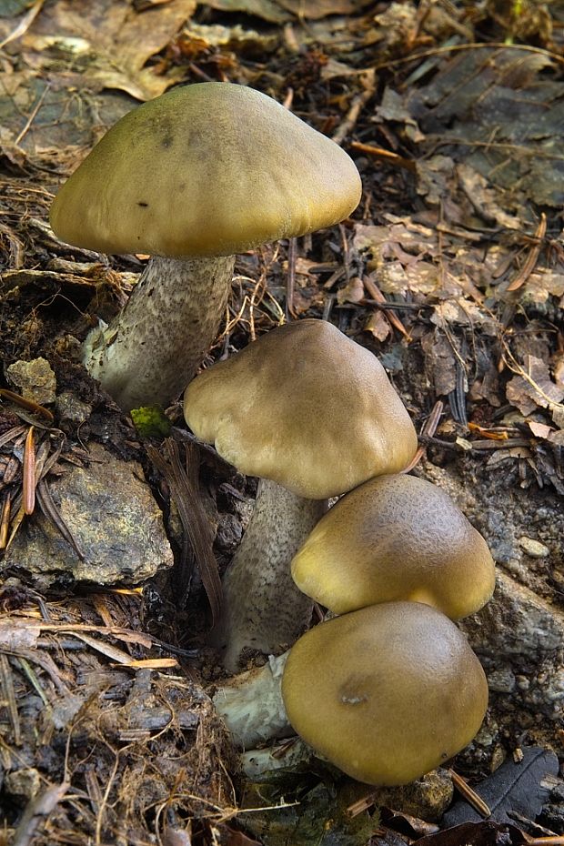 čírovka mydlová Tricholoma saponaceum (Fr.) P. Kumm.