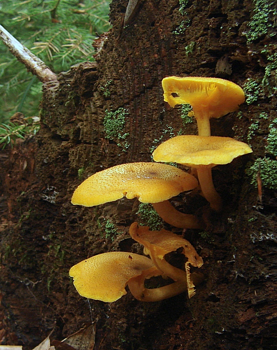 čírovec ozdobný Tricholomopsis decora (Fr.) Singer