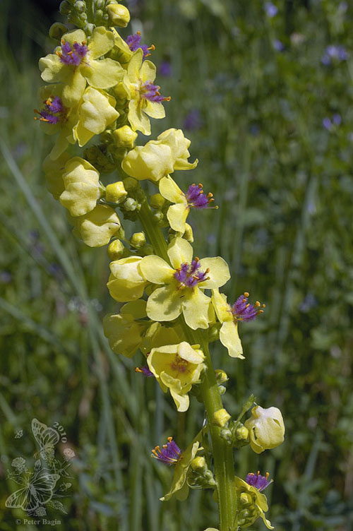 divozel čierny Verbascum nigrum L.