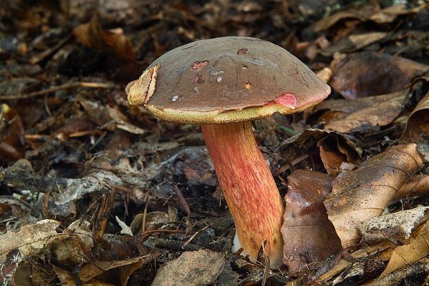 suchohríbnik zamatový Xerocomellus pruinatus (Fr. & Hök) Šutara