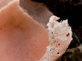 ružovka vretenovitovýtrusná 