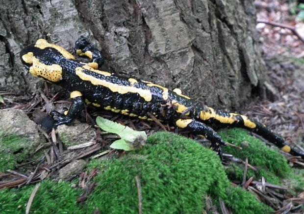 salamandra škvrnita