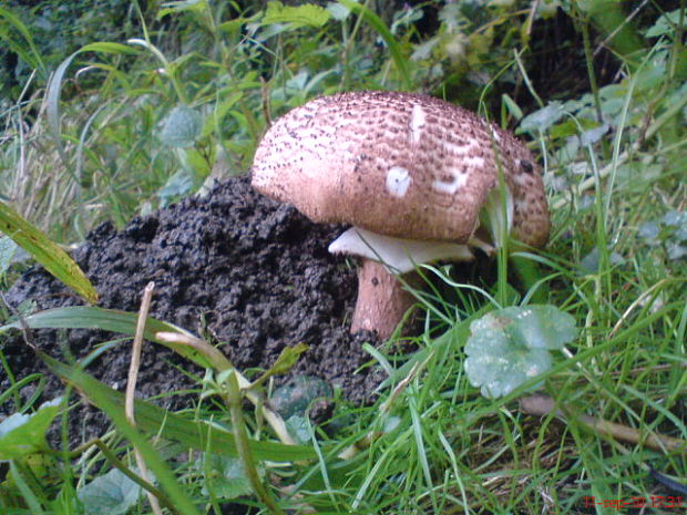 pečiarka obrovská Agaricus augustus Fr.