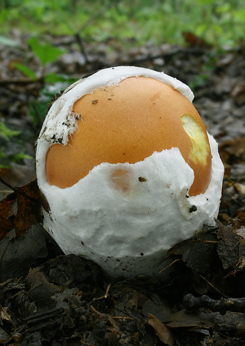 muchotrávka cisárska Amanita caesarea (Scop.) Pers.