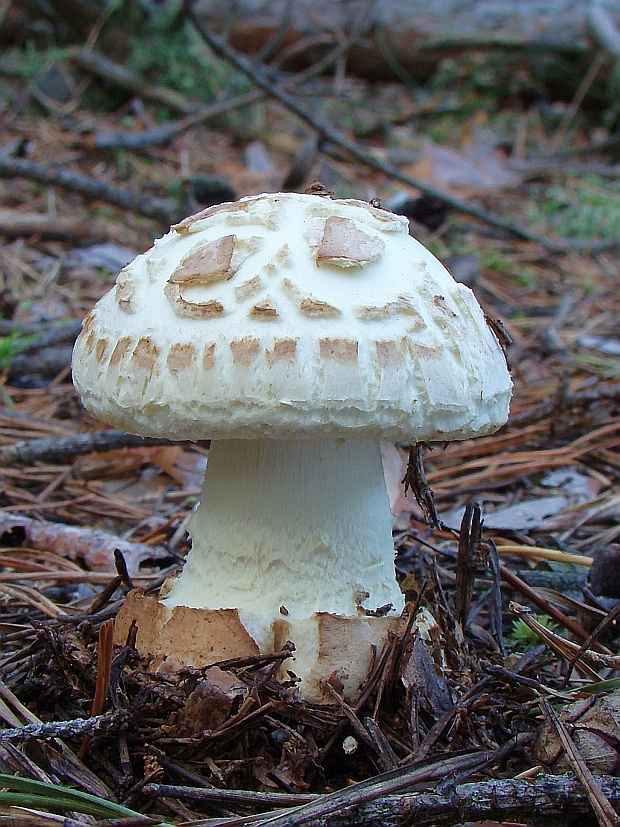 muchotrávka citrónovožltá Amanita citrina Pers.