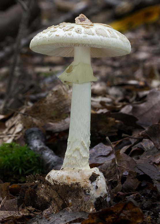 muchotrávka citrónovožltá Amanita citrina Pers.