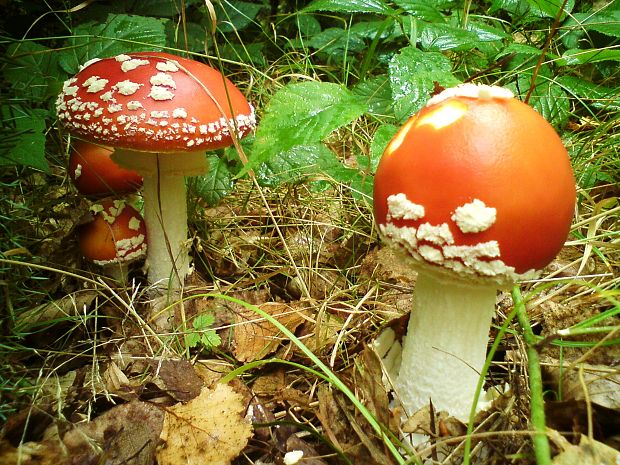 muchotrávka červená Amanita muscaria (L.) Lam.