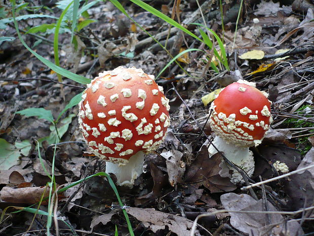 muchotrávka červená Amanita muscaria (L.) Lam.