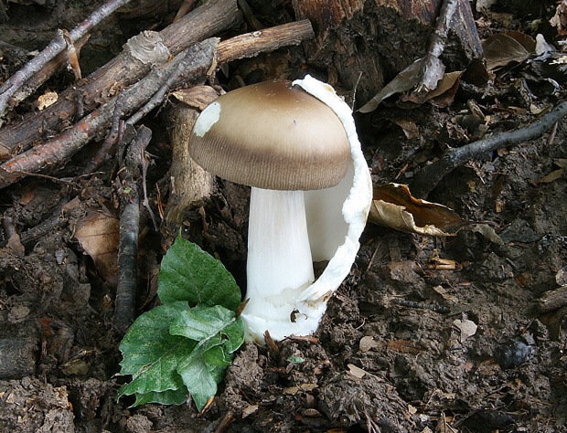 muchotrávka pošvatá Amanita vaginata (Bull.) Lam.