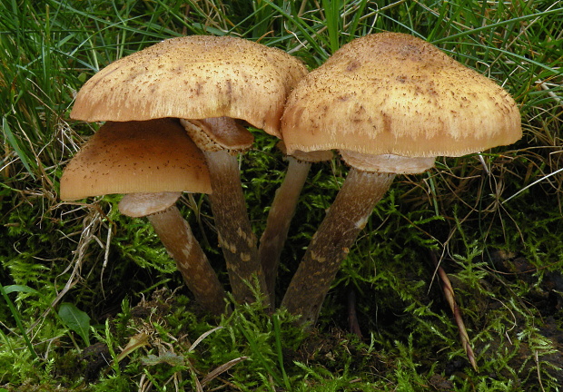 podpňovka tmavá Armillaria ostoyae (Romagn.) Herink