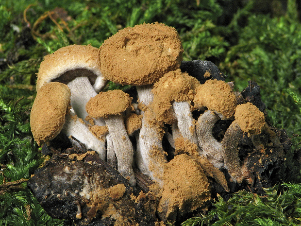 príživnica prášnicovitá Asterophora lycoperdoides (Bull.) Ditmar