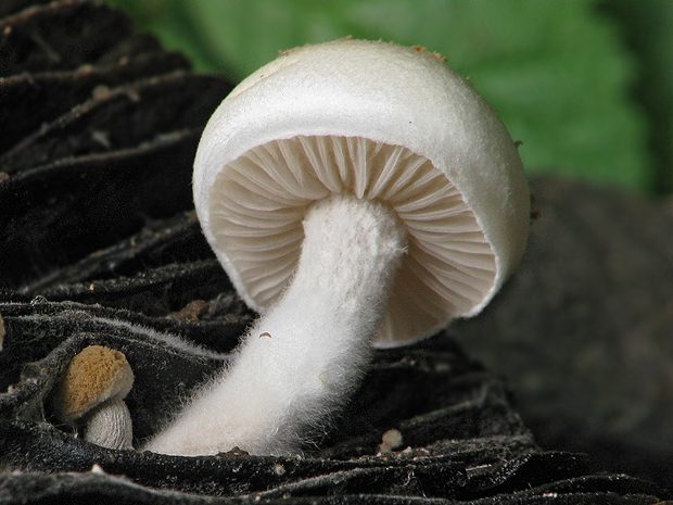 príživnica prášnicovitá Asterophora lycoperdoides (Bull.) Ditmar